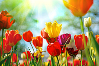 Tulpenwiese im Sonnenschein