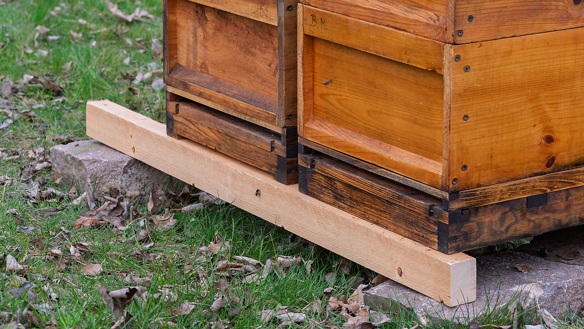 Die Bienenstöcke in Nahaufnahme. Auf einem hellen Holzstück sieht man ganz klein eine einzelne Biene.