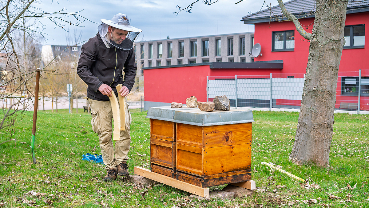 Ein Mann mit Imkerhut entfernt zwei Schaumstoff-Streifen von den beiden Bienenstöcken, die auf Rasen stehen.