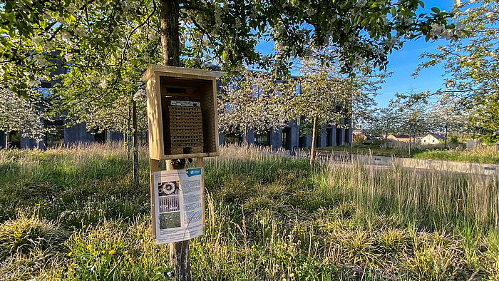 An einem Baum ist in einer offenen Holzkiste eine Nisthilfe für Bienen aus Ton befestigt. Darunter ist ein Informationsblatt mit Text und Abbildungen angebracht. Der Baum steht auf eine Wise mit verschieden weiteren Bäumen und Pflanzen. Im Hintergrund ist durch die Bäume ein großes Gebäude zu sehen. 