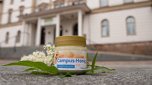 Ein Glas cremigen Honigs mit Aufschirft "Campus-Honig Führjahrstracht" steht auf einem Zweig Mädesüß.