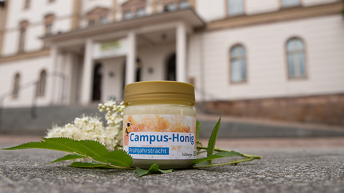 Ein Glas cremigen Honigs mit Aufschirft "Campus-Honig Führjahrstracht" steht auf einem Zweig Mädesüß.