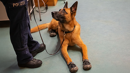 Deutscher Schäferhund mit Hundeschuhen an den Pfoten liegt auf dem Boden und blickt nach oben zu seiner Hundeführerin, von der auf dem Bild nur die Beine bis zum Schtiftzug "Polizei" auf der Hose zu sehen sind.