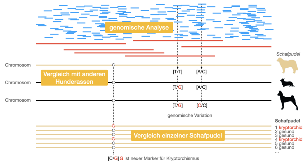 Der Weg vom Genom über Assoziationsstudien zu genetischen Markern.