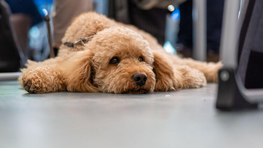 A light-brown poodle is lying on the floor with its front paws stretched out.