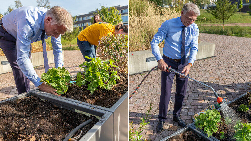 Two photos side by side, showing the Vice-Chancellor of Mittweida University of Applied Sciences planting a plant (Photo 1) and then watering it (Photo 2).