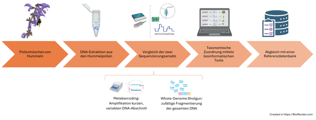 Schema-Darstellung