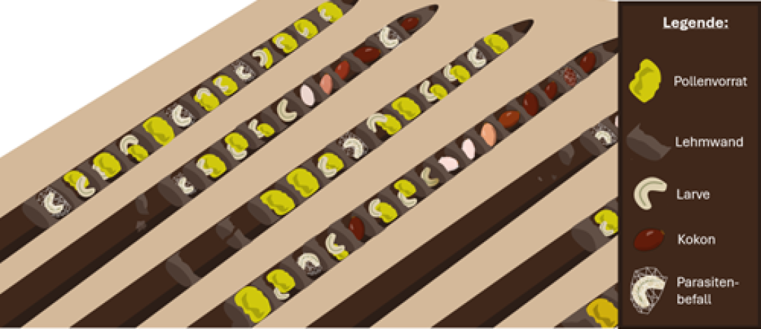 Schematische Darstellung